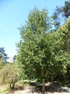 Image of island live oak