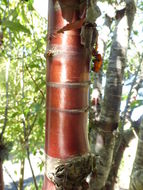 Image of Prunus serrula Franch.