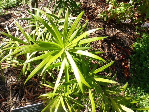 Image of Brown Pine