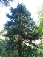 Image of Broad-leaved Yellowwood