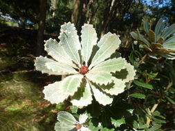 Image of cut-leaf banksia