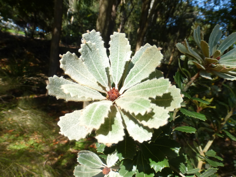 Image of cut-leaf banksia
