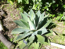 Image de Agave seemanniana Jacobi