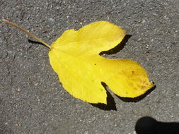 Image of paper mulberry