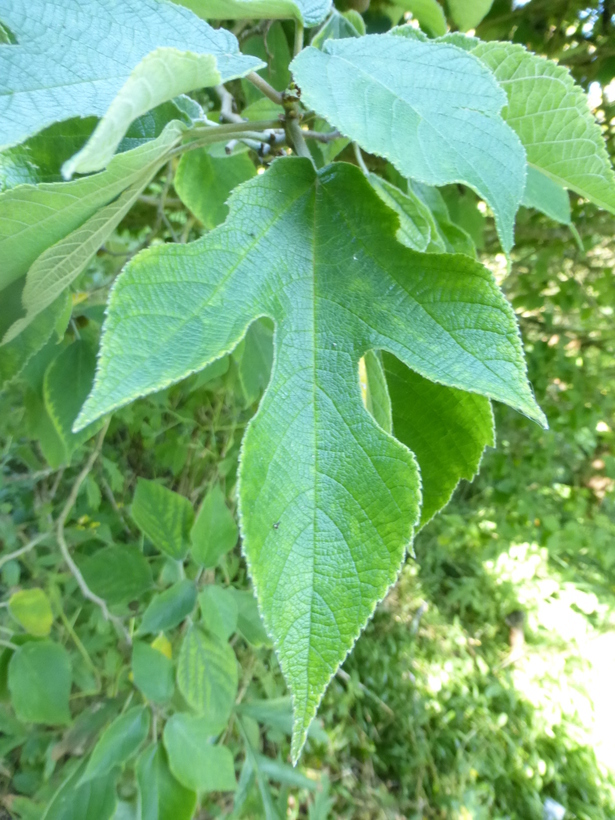 Image of paper mulberry