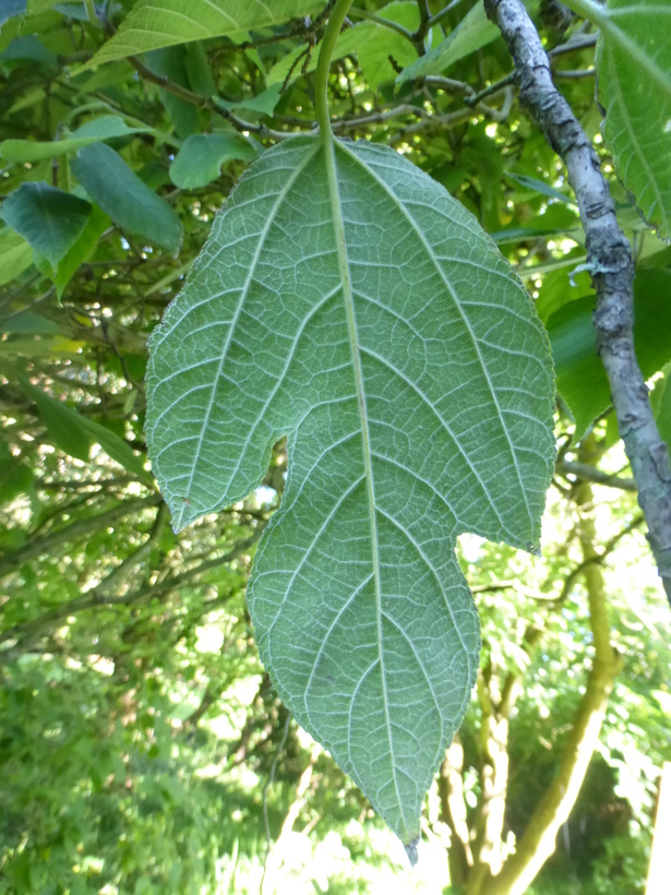 Image of paper mulberry