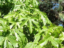 Imagem de Brachychiton acerifolius (A. Cunn. ex G. Don) F. Müll.