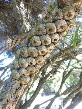 Sivun Callistemon linearis (Schrad. & Wendl.) Colv. ex Sweet kuva