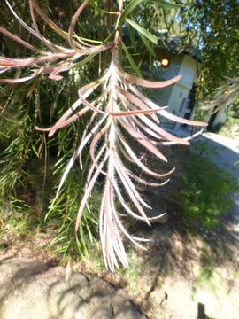 Sivun Callistemon linearis (Schrad. & Wendl.) Colv. ex Sweet kuva