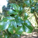 Sivun Diospyros whyteana (Hiern) F. White kuva