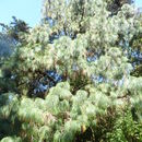 Plancia ëd Pinus pseudostrobus Lindl.