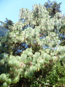 Plancia ëd Pinus pseudostrobus var. apulcensis (Lindl.) Shaw