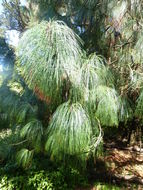 Image of Pinus pseudostrobus var. apulcensis (Lindl.) Shaw