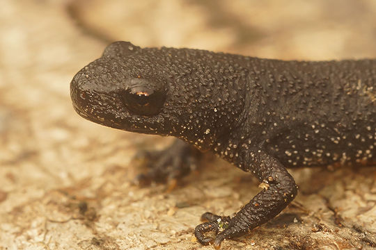 Image of Southern Crested Newt