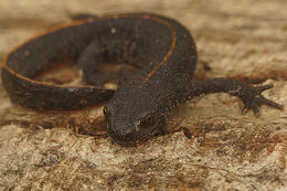 Image of Anatolian Crested Newt