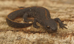 Image of Anatolian Crested Newt