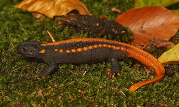 Image of Tiannan Crocodile Newt