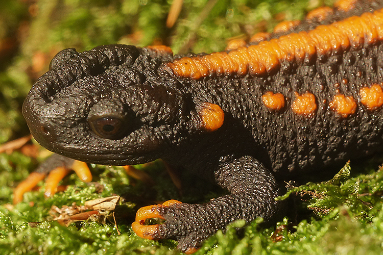 Image of Tiannan Crocodile Newt
