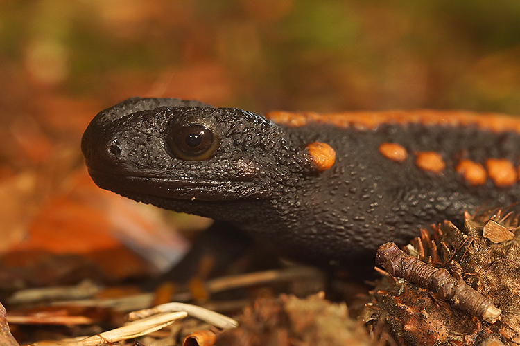 Image of Tiannan Crocodile Newt