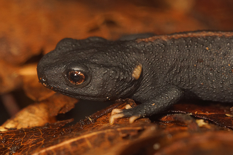 Image of Tiannan Crocodile Newt