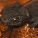 Image of Tiannan Crocodile Newt