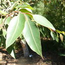Imagem de Eucalyptus jacksonii Maiden