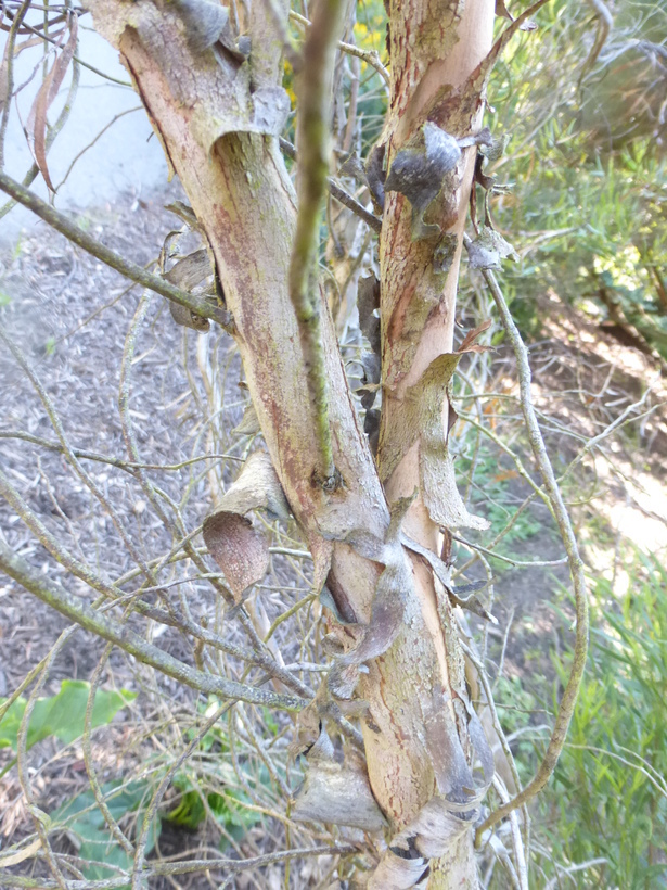 Imagem de Eucalyptus spathulata Hook.