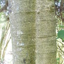 Image de Magnolia hodgsonii (Hook. fil. & Thomson) H. Keng