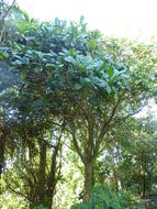 Image of Magnolia hodgsonii (Hook. fil. & Thomson) H. Keng