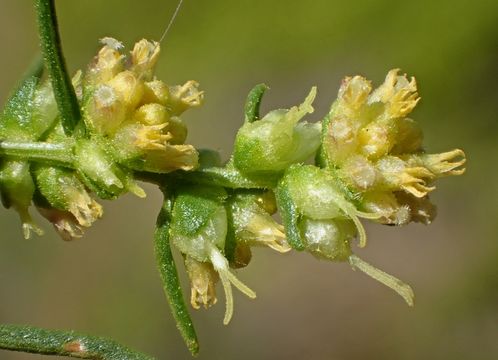 Image of Needle-Leaf Burrobush