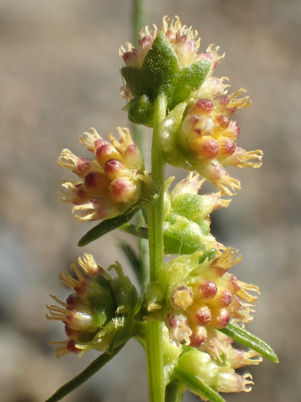 Image of Needle-Leaf Burrobush