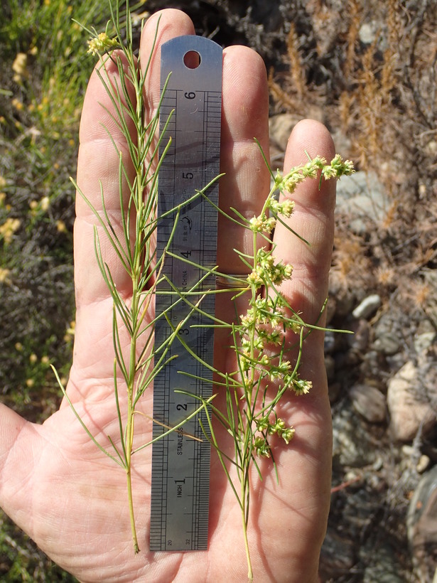 Image of Needle-Leaf Burrobush