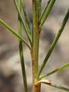 Image of Needle-Leaf Burrobush