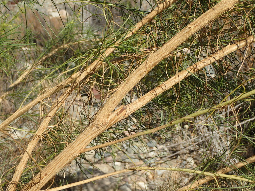 Image of Needle-Leaf Burrobush