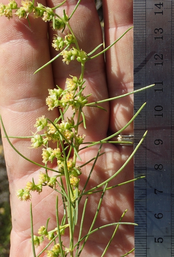 Image of Needle-Leaf Burrobush