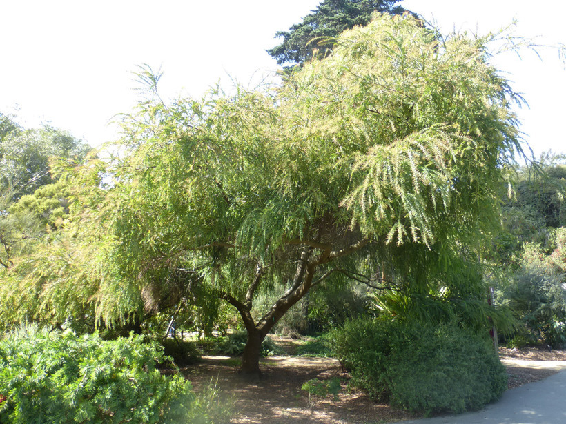 Image of wedge-leaf wattle