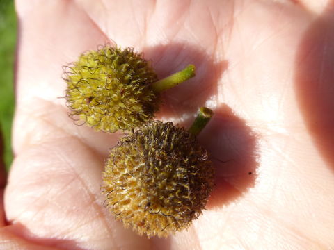 Image of paper mulberry