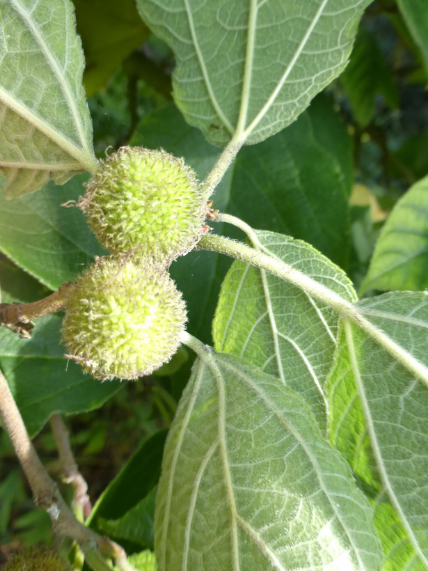 Image of paper mulberry
