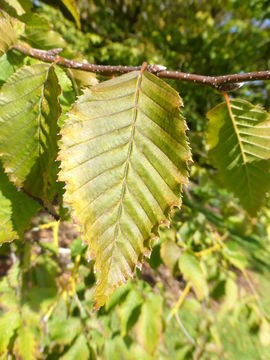 Image of European hornbeam