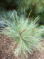 Image de Pinus morrisonicola Hayata