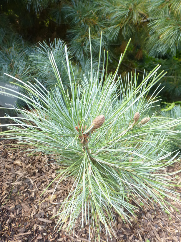 Image of Taiwan White Pine