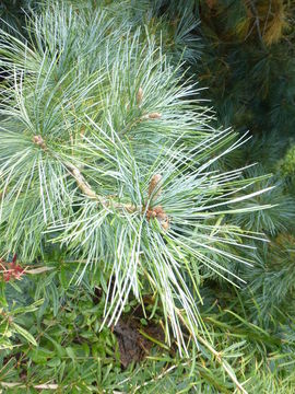 Image of Taiwan White Pine