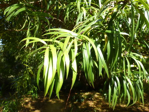 Image of Falcate Yellowwood