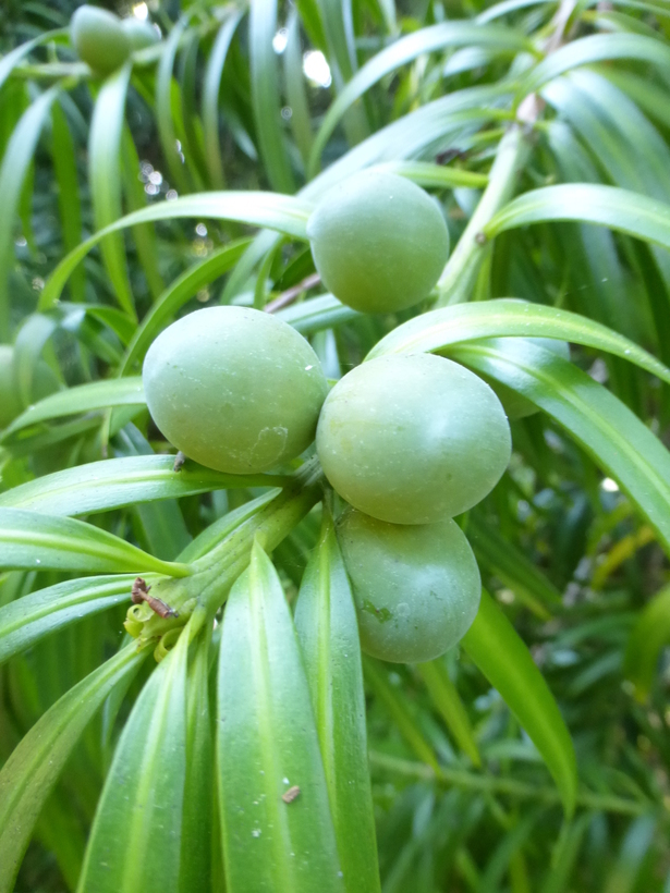 Image of Falcate Yellowwood