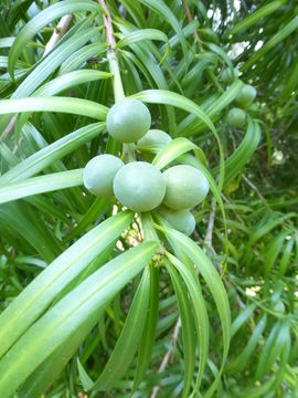 Image of Falcate Yellowwood