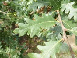 Image of European turkey oak