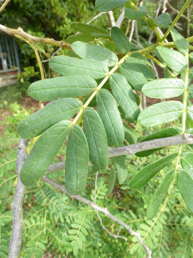 Imagem de Senna multiglandulosa (Jacq.) H. S. Irwin & Barneby