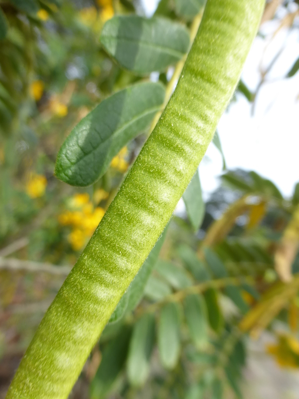 Imagem de Senna multiglandulosa (Jacq.) H. S. Irwin & Barneby