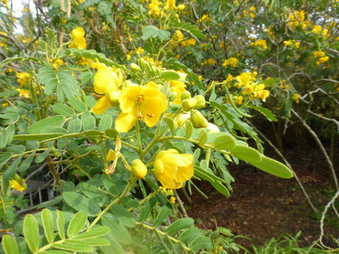 Imagem de Senna multiglandulosa (Jacq.) H. S. Irwin & Barneby