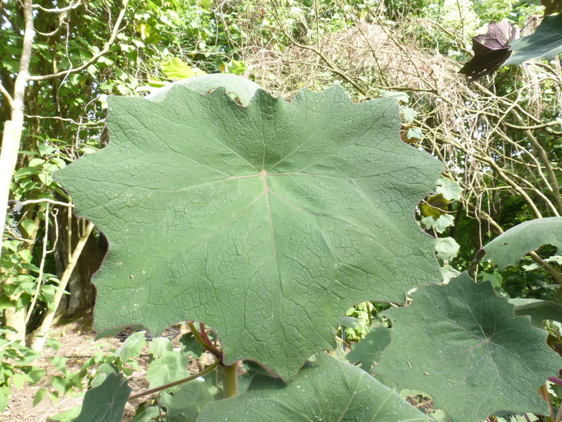 Image of Roldana heterogama (Benth.) H. Rob. & Brettell